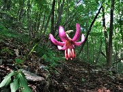 17 Lilium martagon (Giglio martagone)